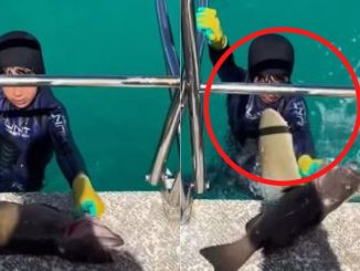 Niño es mordido por un tiburón