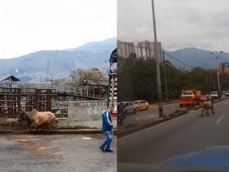 El novillo corrió por toda la autopista.