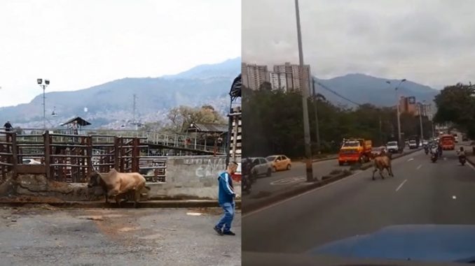 El novillo corrió por toda la autopista.