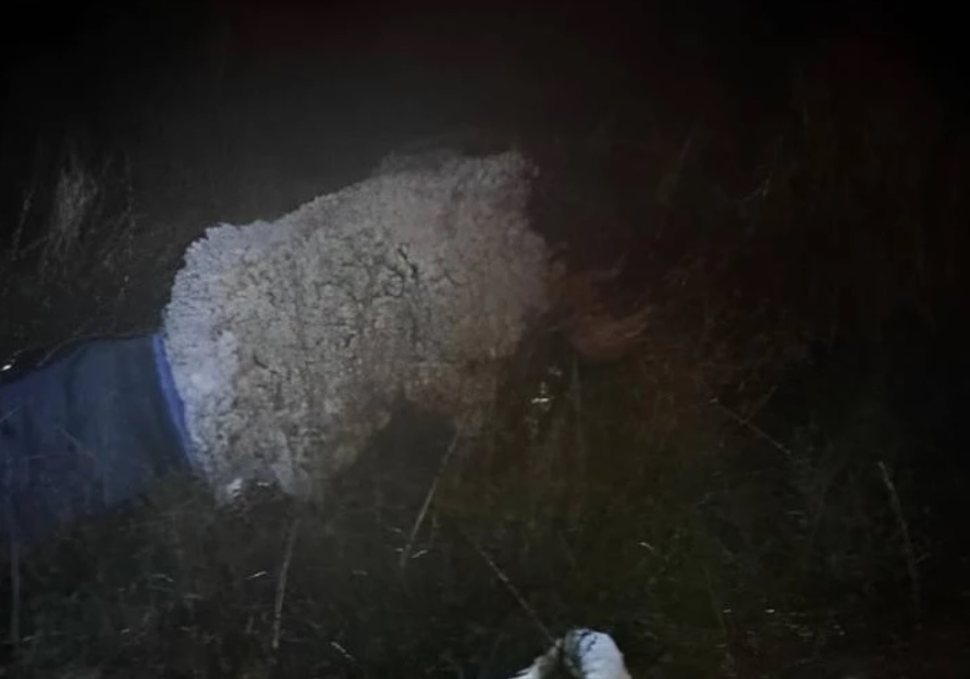 Vestido de oveja trató de camuflarse para escapar.