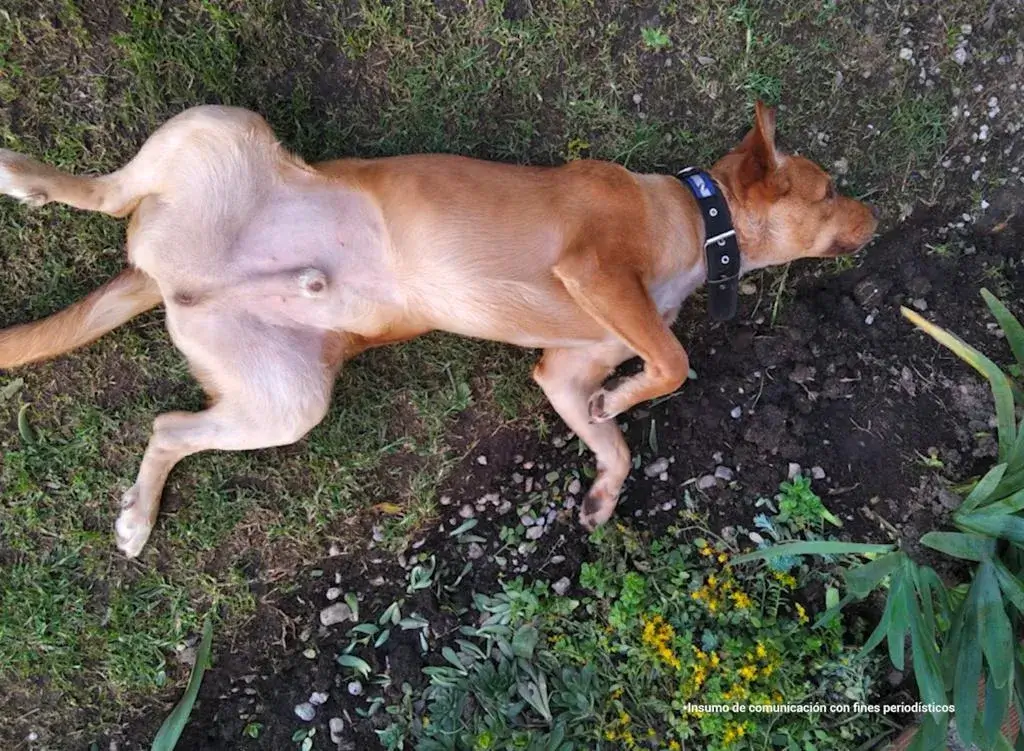 Perro-atacado-con-pulidora-en-Bello-2