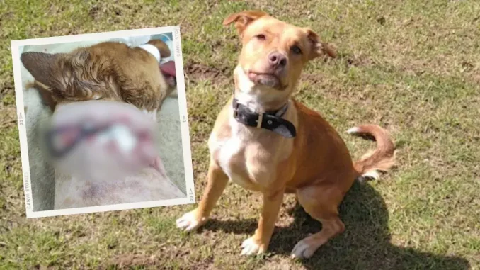 Perro-atacado-con-pulidora-en-Bello