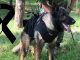 Proteo perro rescatista en Turquía