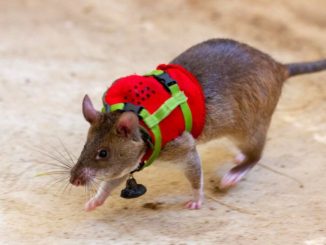 Ratones rescatistas en Turquía