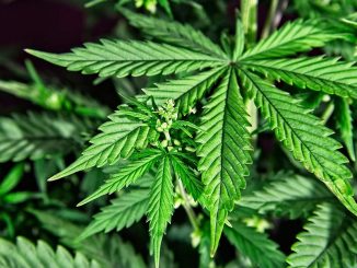 Votación para regular el consumo de cannabis