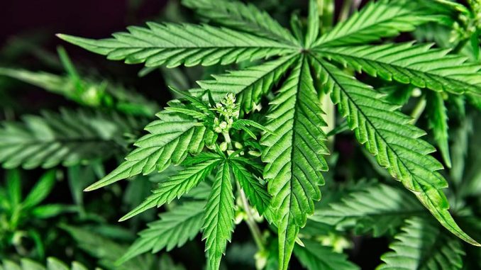 Votación para regular el consumo de cannabis