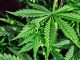 Votación para regular el consumo de cannabis