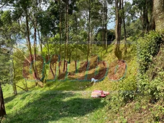 cuerpo hallado en zona boscosa en Itagüí