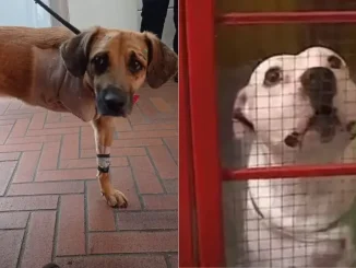 perros-perdieron-pata-por-defender-a-sus-duenos