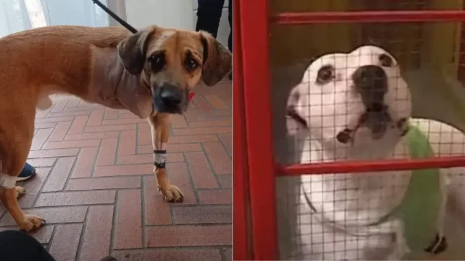 perros-perdieron-pata-por-defender-a-sus-duenos