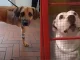 perros-perdieron-pata-por-defender-a-sus-duenos