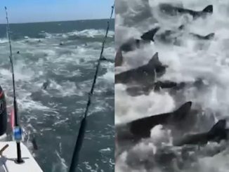 Tiburones devoran peces