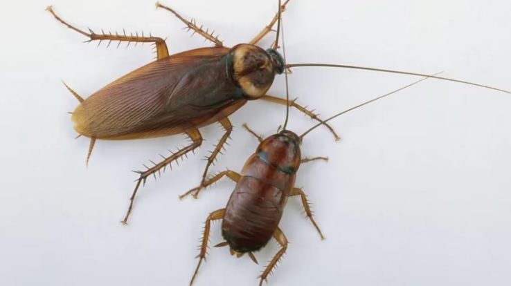 Cucarachas