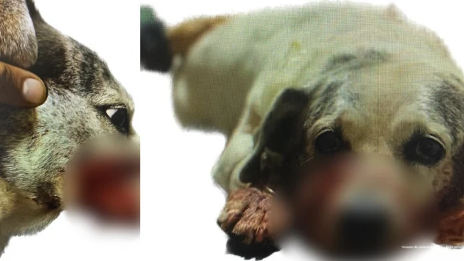 El perrito víctima de maltrato animal logró sobrevivir al ataque gracias a que fue atendido oportunamente.