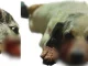 El perrito víctima de maltrato animal logró sobrevivir al ataque gracias a que fue atendido oportunamente.