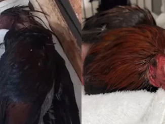 Maltrato animal, Itagüí, gallo de pelea, Manejo Humanitario, video, viral, Q’Hubo Medellín