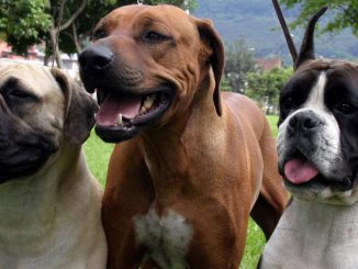 Perros en Colombia