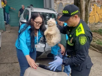 Rescataron-animales-en-Campo-Valdes