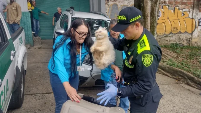 Rescataron-animales-en-Campo-Valdes