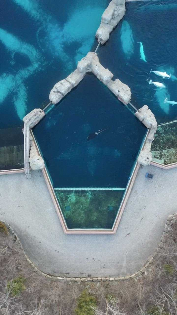 Una de las últimas fotografías de Kiska aún con vida. /FOTO: TOMADA LA VANGUARDIA-PHIL DEMERS. 