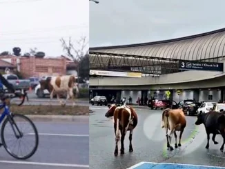 Vacas, aeropuerto, José María Córdova, Rionegro, video, viral, tránsito, Q’Hubo Medellín