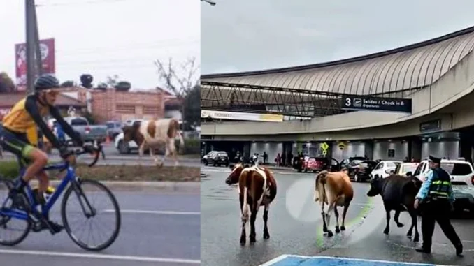 Vacas, aeropuerto, José María Córdova, Rionegro, video, viral, tránsito, Q’Hubo Medellín