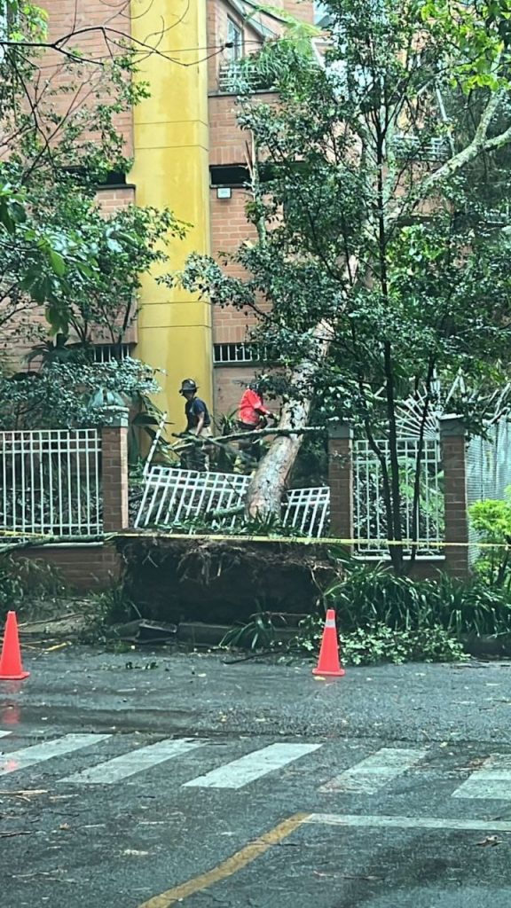 Caída de árbol en La Frontera