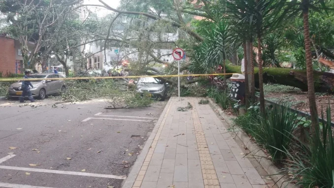 Árbol cayó en el primer parque de Laureles y dejó un lesionado
