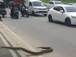 Una boa apareció en plena Regional Norte y paralizó el tráfico