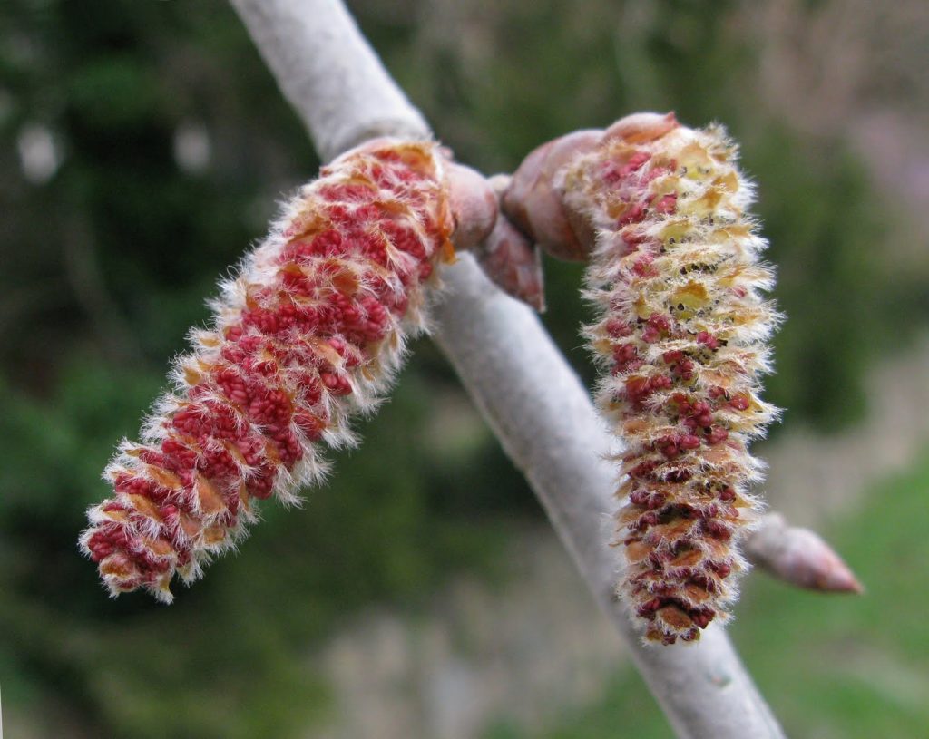 Flor de álamo