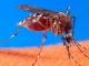 Alerta por dengue en Colombia