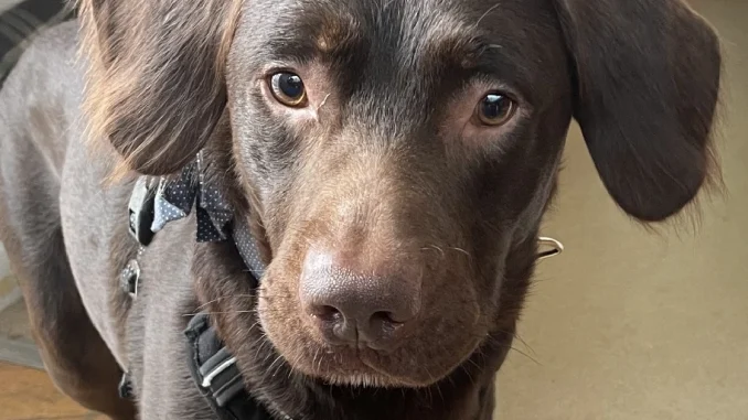 Coco es considerado el primer perro diagnosticado con síndrome de abstinencia canino.