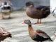 Pisingos, Emilio, aves migratorias, lago, Parque Norte, video, Q’Hubo Medellín