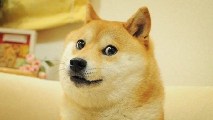 Así sale Doge en los memes que se han vuelto virales.