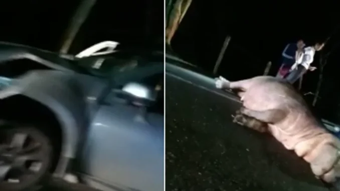 Hipopótamo muerto en Puerto Triunfo