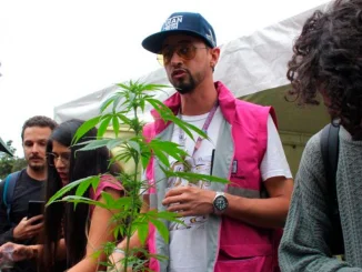La Alcaldía de Medellín incentivará los autocultivos de marihuana entre los jóvenes.