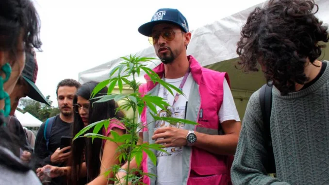 La Alcaldía de Medellín incentivará los autocultivos de marihuana entre los jóvenes.