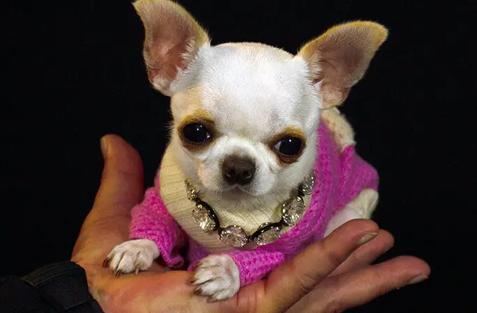 Pearl chihuhua