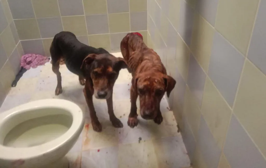 Perros-rescatados-en-Urrao