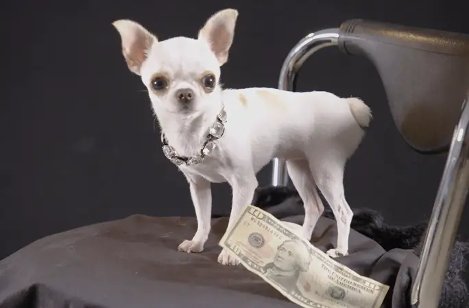 Pearl, el perro mas pequeño del mundo