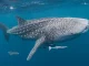Tiburón ballena