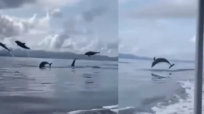 Delfines saltando, mar antioqueño, avistamiento, Urabá, Necoclí, video, viral, Q’Hubo Medellín