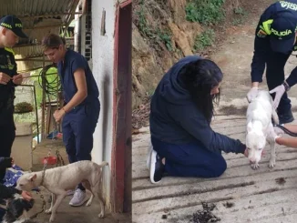 Atila, perro, Pitbull, maltrato, Barbosa, rescate, policía, ambiental, Q’Hubo Medellín