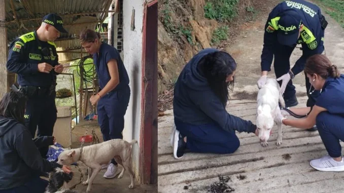 Atila, perro, Pitbull, maltrato, Barbosa, rescate, policía, ambiental, Q’Hubo Medellín