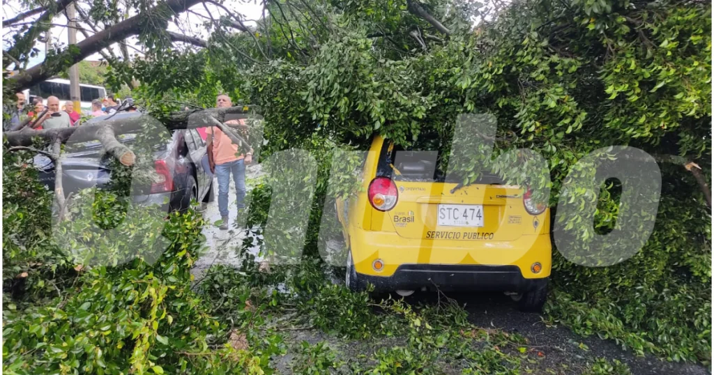 Por las lluvias, varios árboles se desplomaron sobre la vía.