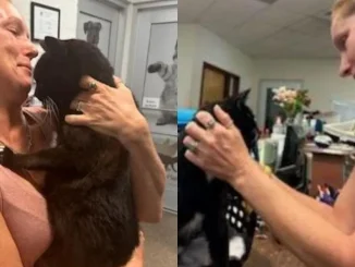 Mujer-se-reencontró-con-gato-después-de-10-años-