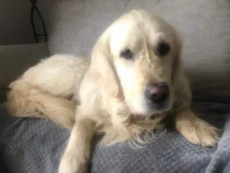Perrito caminó 27 días para regresar a su casa