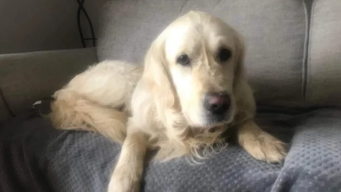 Perrito caminó 27 días para regresar a su casa