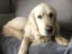 Perrito caminó 27 días para regresar a su casa