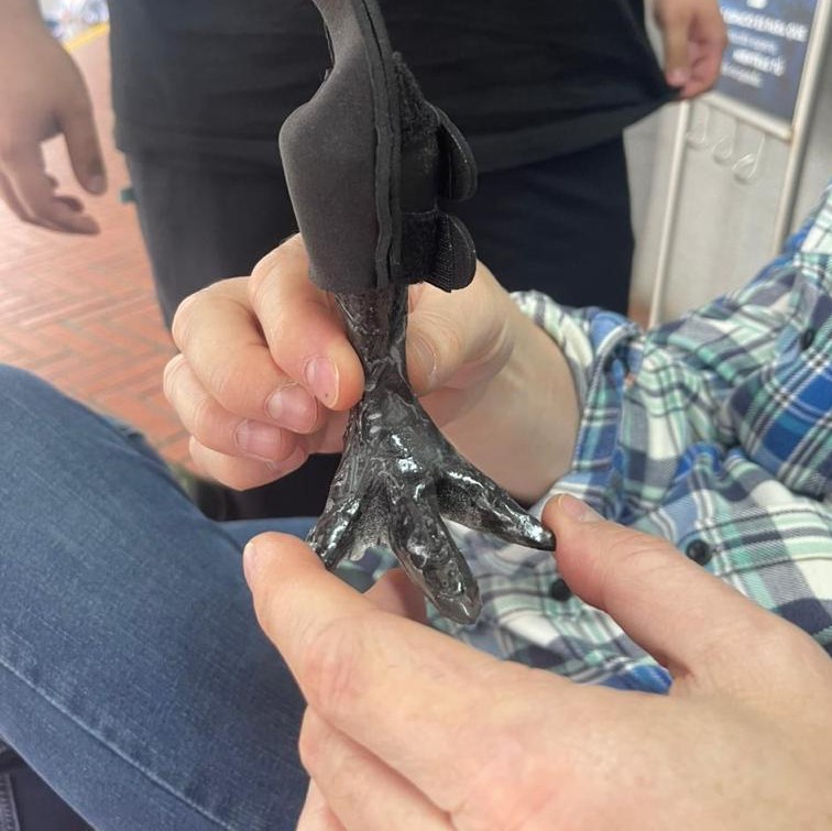 Prótesis que ingenieros biomédicos le diseñaron  a un gallo.